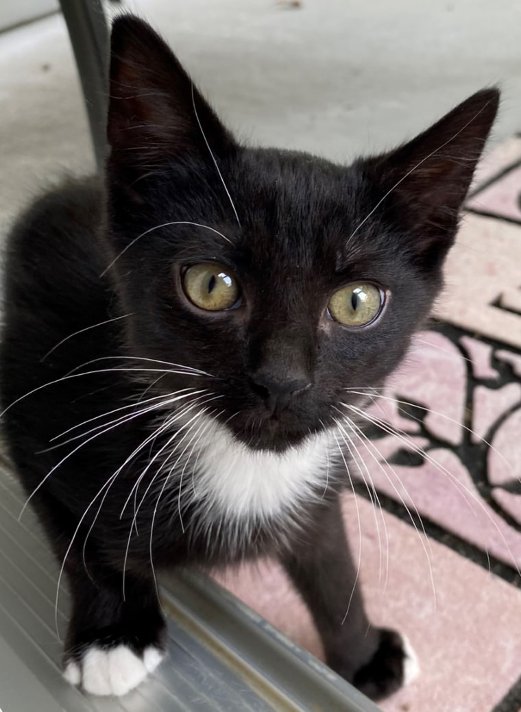 Lockley wrote that Al Roker the kitten appears to be adjusting "very well" to his new home. "Al really has taken to my husband, who works from home and sits on his shoulder while he works," she added.