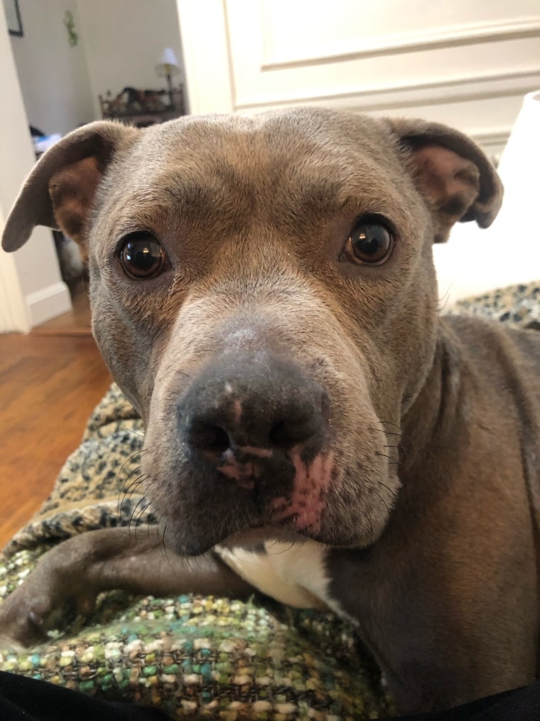 Heart, a pit bull mix, looks at the camera