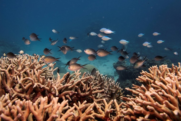 Image: A school of fish swim above a staghorn coral colony as it grows on the Great Barrier Reef off the coast of Cairns, Australia.