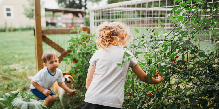 Young boy and girl with Corgi dog picking home grown tomatoes. See the best plant cages and best tomato cages for growing vegetables and flowers from roses to cucumbers in your home garden, according to experts.