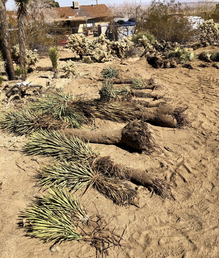 A portion of the recovered Western Joshua Trees after being uprooted, buried, then unburied during the investigation.