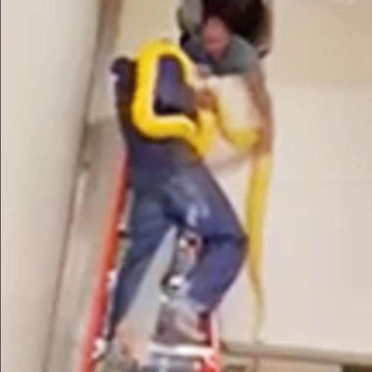 Cara, an albino Burmese python, was found in the ceiling ducts at Mall of Louisiana.