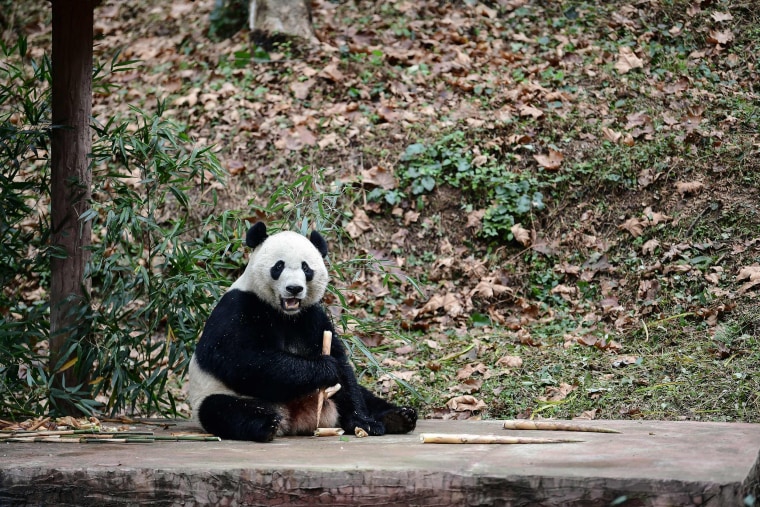 Image: Giant panda Bei Bei eats in its enclosure at the Bifengxia base of the China Conservation and Research Centre of the Giant Panda in Yaan, China's southwestern Sichuan province