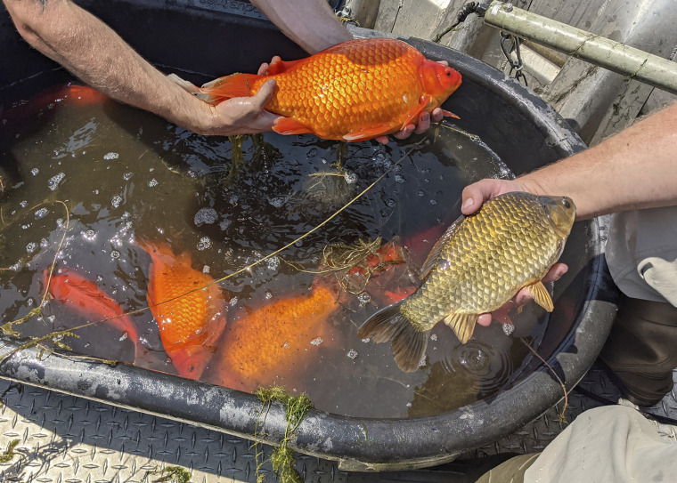 Giant goldfish found in Minnesota lake