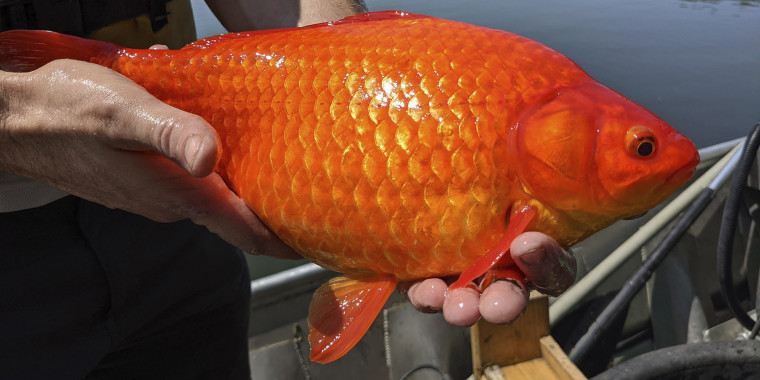 Giant goldfish