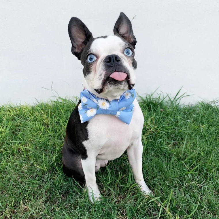 Boston terriers typically have brown eyes, which makes Daphne all the more special.
