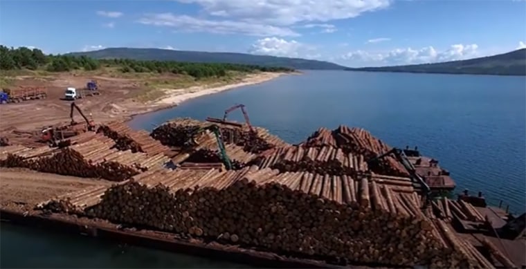Image: Barge loads of logs from local politician Evgeny Bakurov's forest leases in Irkutsk, Russia, in Sept. 2020.
