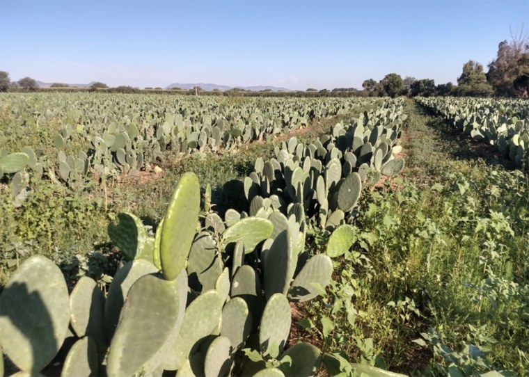 A certified organic nopales farm in Mexico that employs traditional farming techniques.