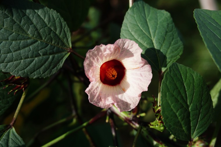 Hibiscus sabdariffa Flower