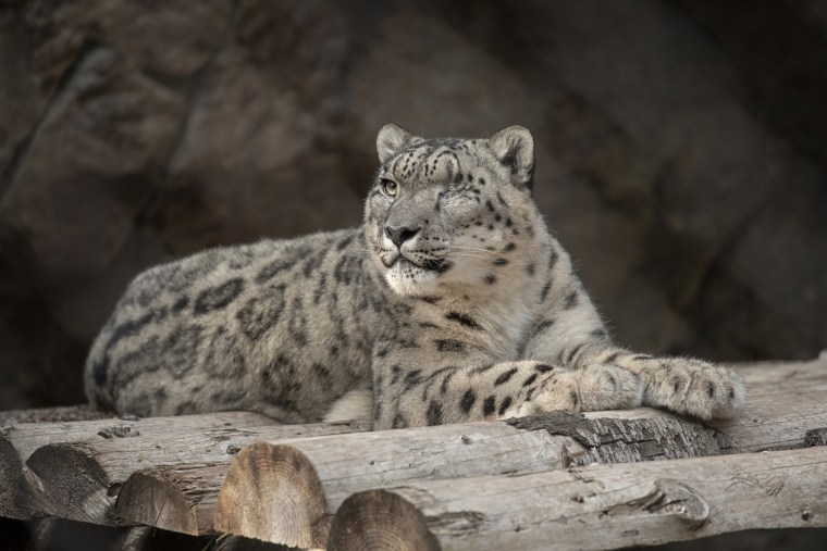 Ramil, a male snow leopard at the San Diego Zoo, shown in 2019, has contracted Covid-19, the zoo said.

