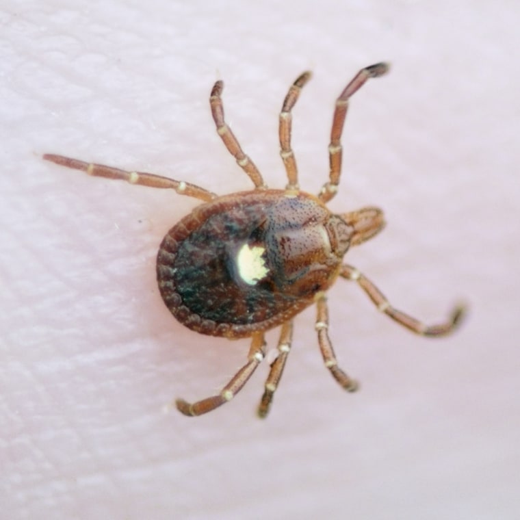 Lone Star Tick, Amblyomma Americanum