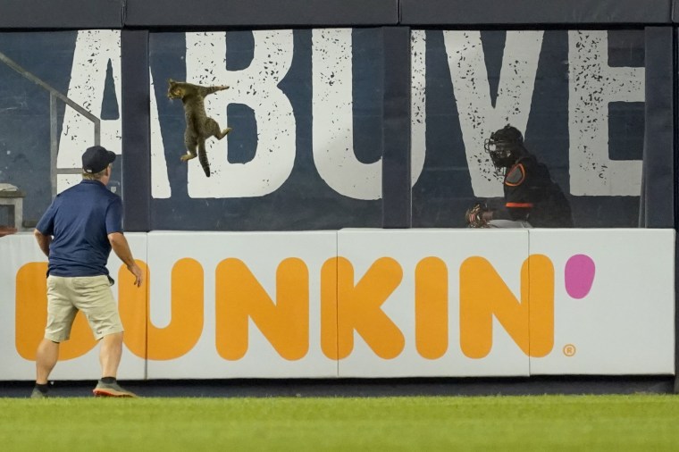 A member of the Yankee Stadium grounds crew tries to catch a cat who entered the field in the eighth inning of a baseball game between the New York Yankees and the Baltimore Orioles.