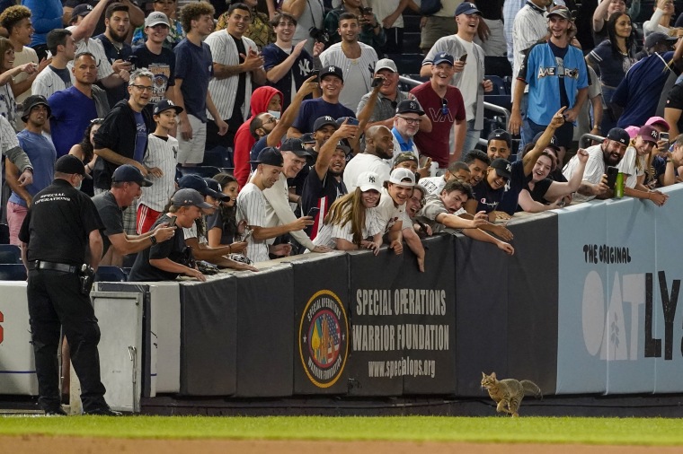 Fans cheer as a security guard holds a door open so that a cat that entered the field in the eighth inning of a baseball game between the New York Yankees and the Baltimore Orioles can exit.
