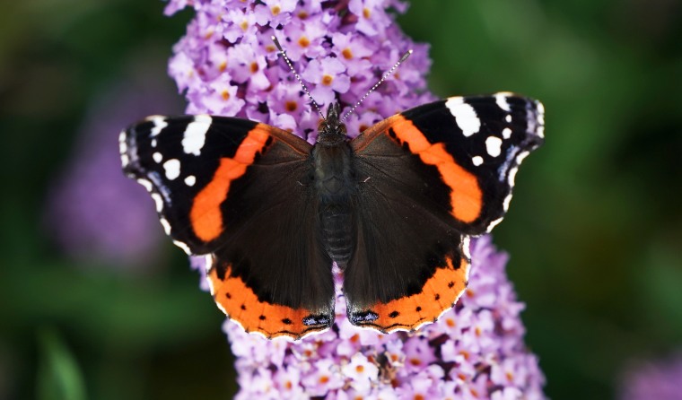 A red admiral butterfly.