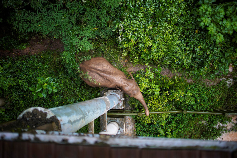 A wild female elephant grazes under a footbridge at the Wild Elephant Valley in Xishuangbanna Dai Autonomous Prefecture, Yunnan Province, China, on July 6, 2021.