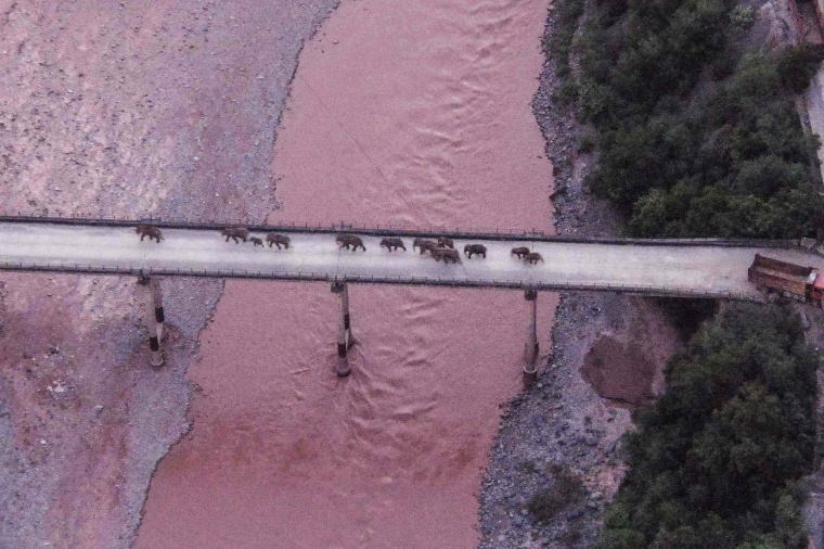 A migrating herd of wild Asian elephants walks across a bridge over the Yuanjiang River in China's southwestern Yunnan province on Aug. 8, 2021.