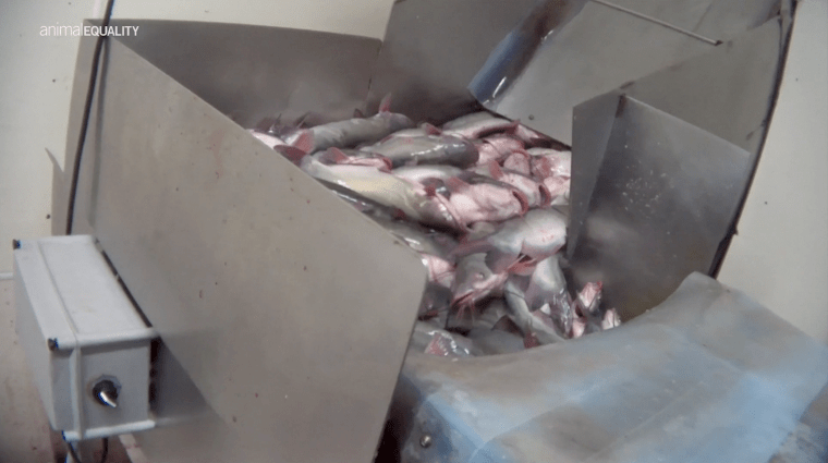 Image: Investigative video shows catfish suffocating on a conveyor belt.