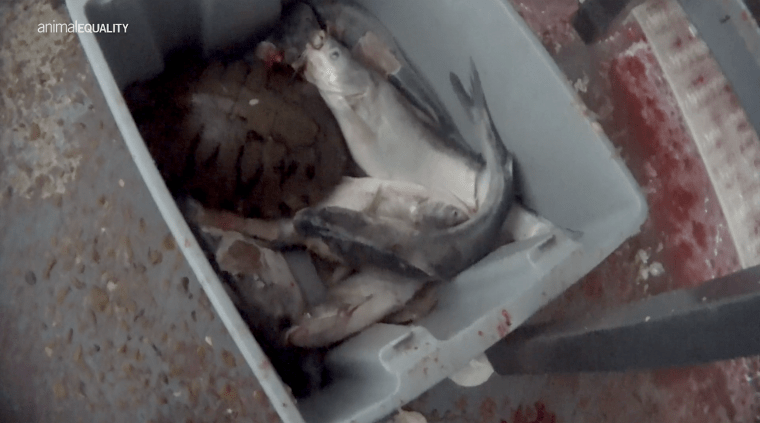 Image: Fish and a turtle in a bucket as seen in footage captured by an animal rights group at a Mississippi catfish farm.