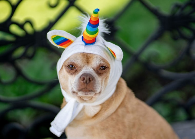 Prancer wears a unicorn hat