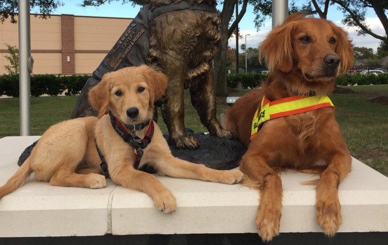 Taser (right), Denise Corliss' current search and rescue dog partner, and Rennes relax at the base of a bronze statue of Bretagne at the entrance to their neighborhood in a suburb of Houston