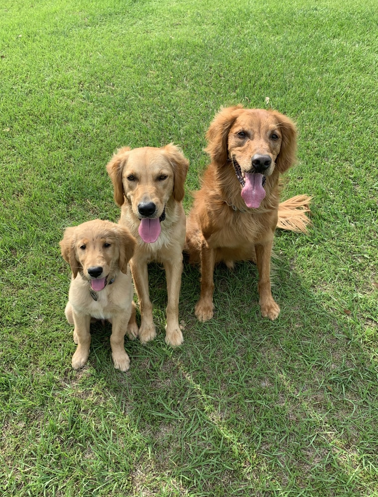 Denise Corliss and her husband, Randy Corliss, love taking care of their three golden retrievers, Finn, Rennes and Taser.