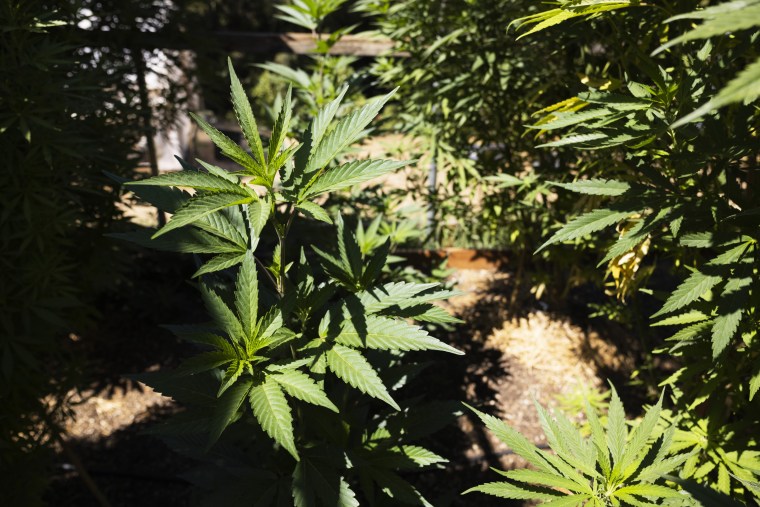 Cannabis plants grow in Humboldt County, Calif., where cultivators operate their own fire truck to contend with the region's fire risk.