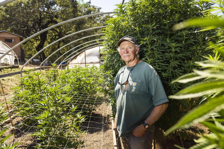 Manning, a cannabis cultivator in Humboldt County, Calif., also works as a volunteer fire chief.