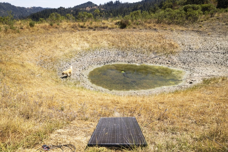 A golden retriever named Amber stands near a rain catchment pond that's nearly dry in Humboldt County, Calif.