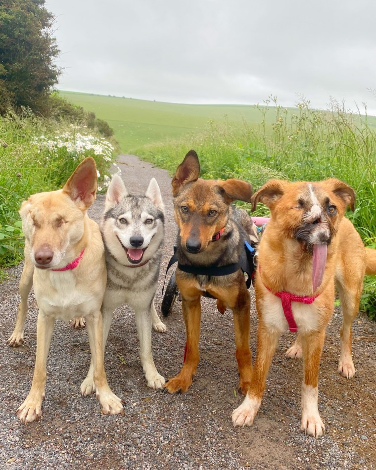 Maggie, Mishka, Leia and Millie