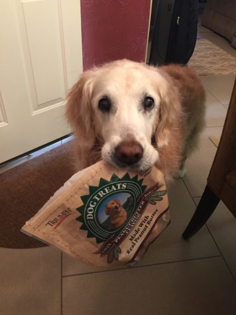 9/11 search dog Bretagne begs with a bag of treats in her mouth