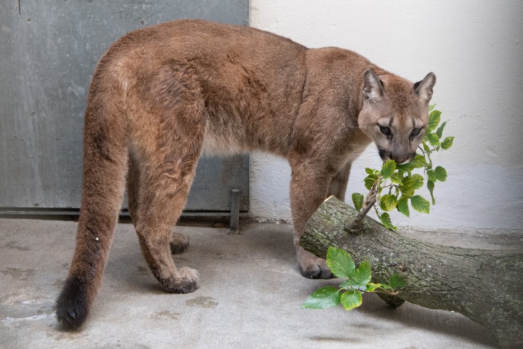 The 11-month-old, approximately 80-pound, female cougar who was removed from a New York City home.