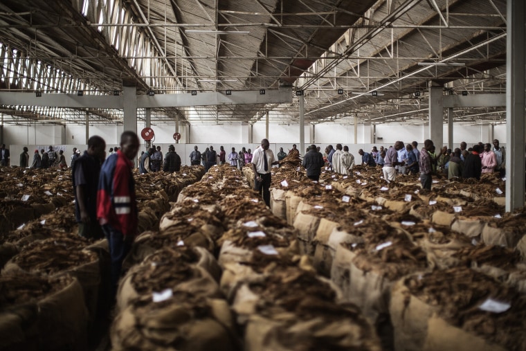 Tobacco buyers browse through rows at a tobacco auction floor on April 16, 2015 in Blantyre, southern Malawi.