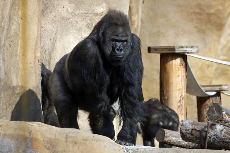 Great apes in Moscow Zoo