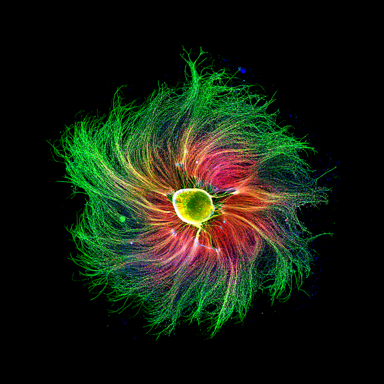 Sensory neuron from an embryonic rat.