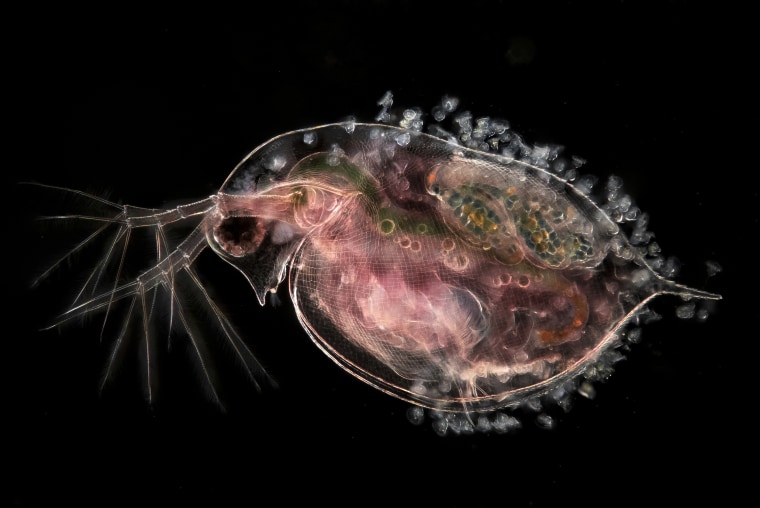 A water flea carrying embryos and peritrichs.