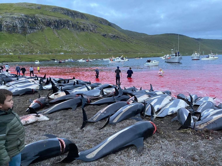 Dead white-sided dolphins
