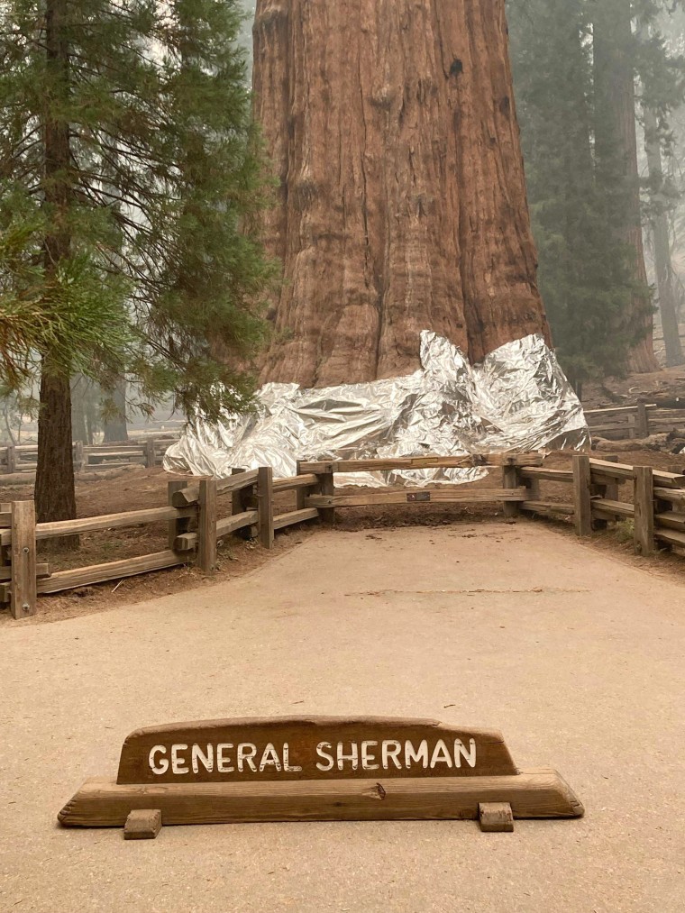 Firefighters wrap the historic General Sherman Tree, estimated to be around 2,300 to 2,700 years old, with fire-proof blankets in Sequoia National Park on Sept. 16, 2021.
