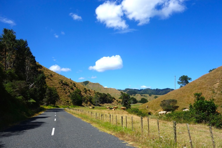 On the road in New Zealand