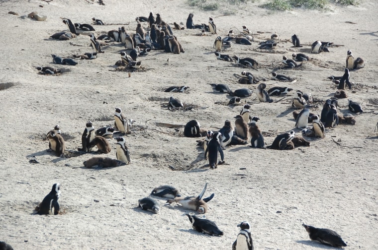 Penguins stand on Boulders Beach in Table Mountain National Park near Cape Town, South Africa, in 2009.