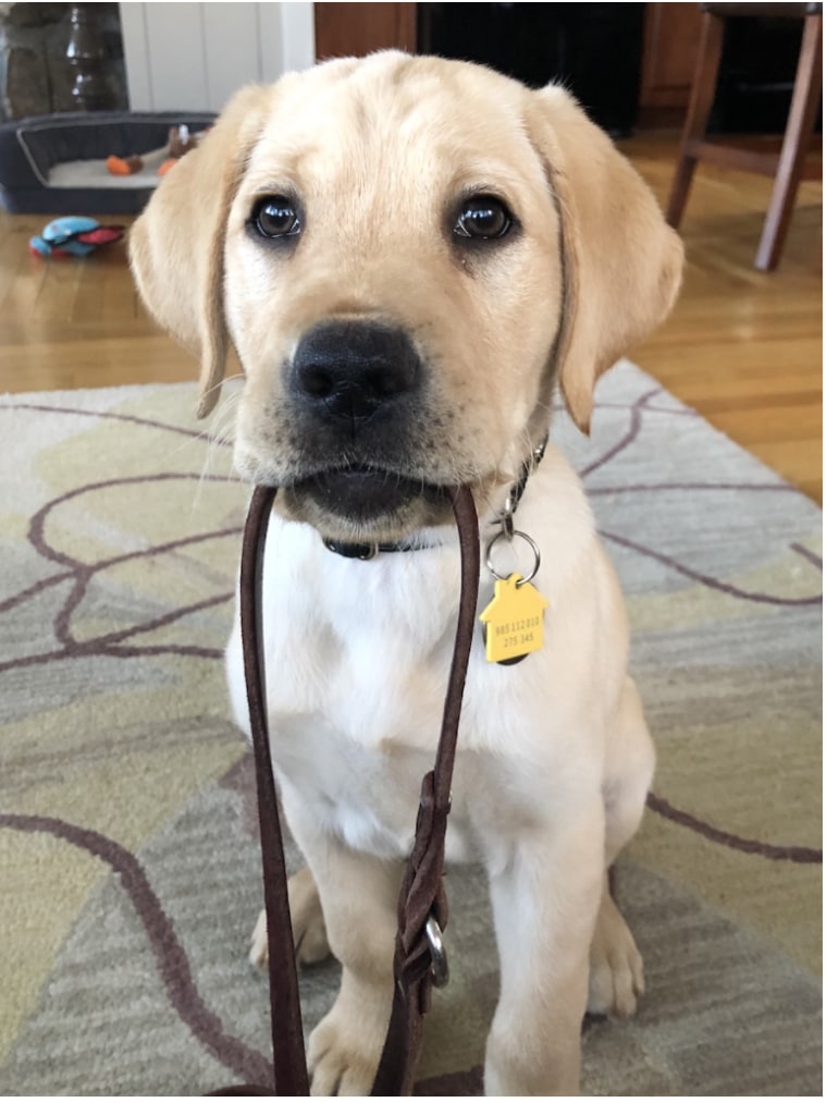 Magnum holds his leash as a puppy