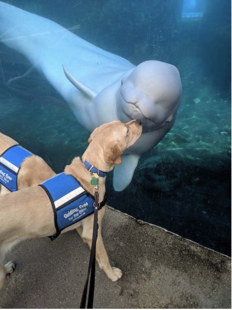 Magnum looks at a beluga whale at an aquarium while training to become a guide dog