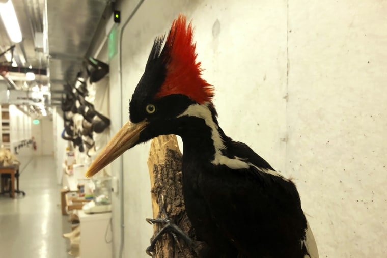 Image: ivory-billed woodpecker