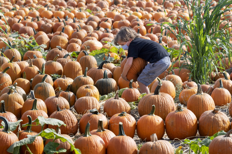 A boy wrestles a large pumpkin at the Tanaka Farms pumpkin patch in Irvine, Calif., on Oct. 5, 2020.