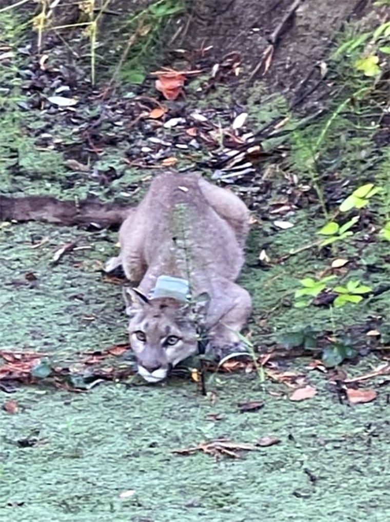 Image: A tranquilized mountain lion