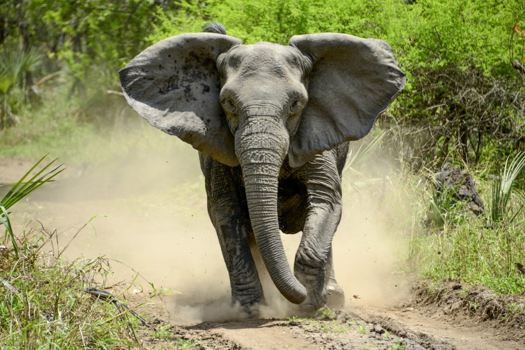 An elephant without tusks charges in Gorongosa National Park in Mozambique.