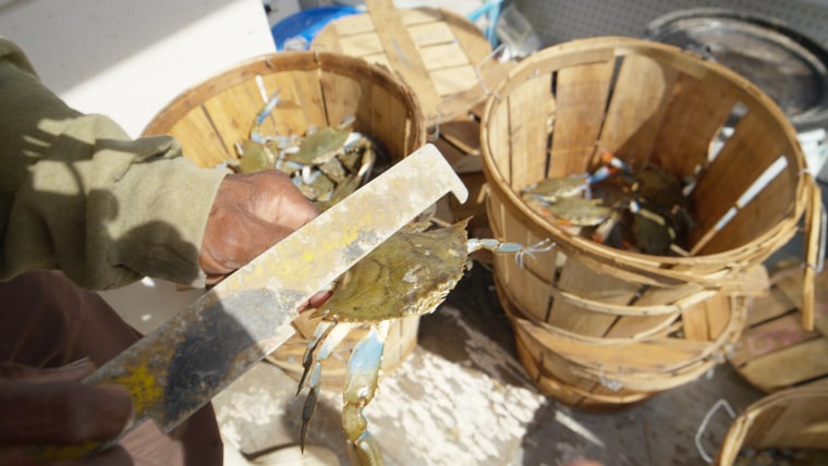 Chesapeake Bay blue crabs are measured and sorted before being sent to market or a processing facility.