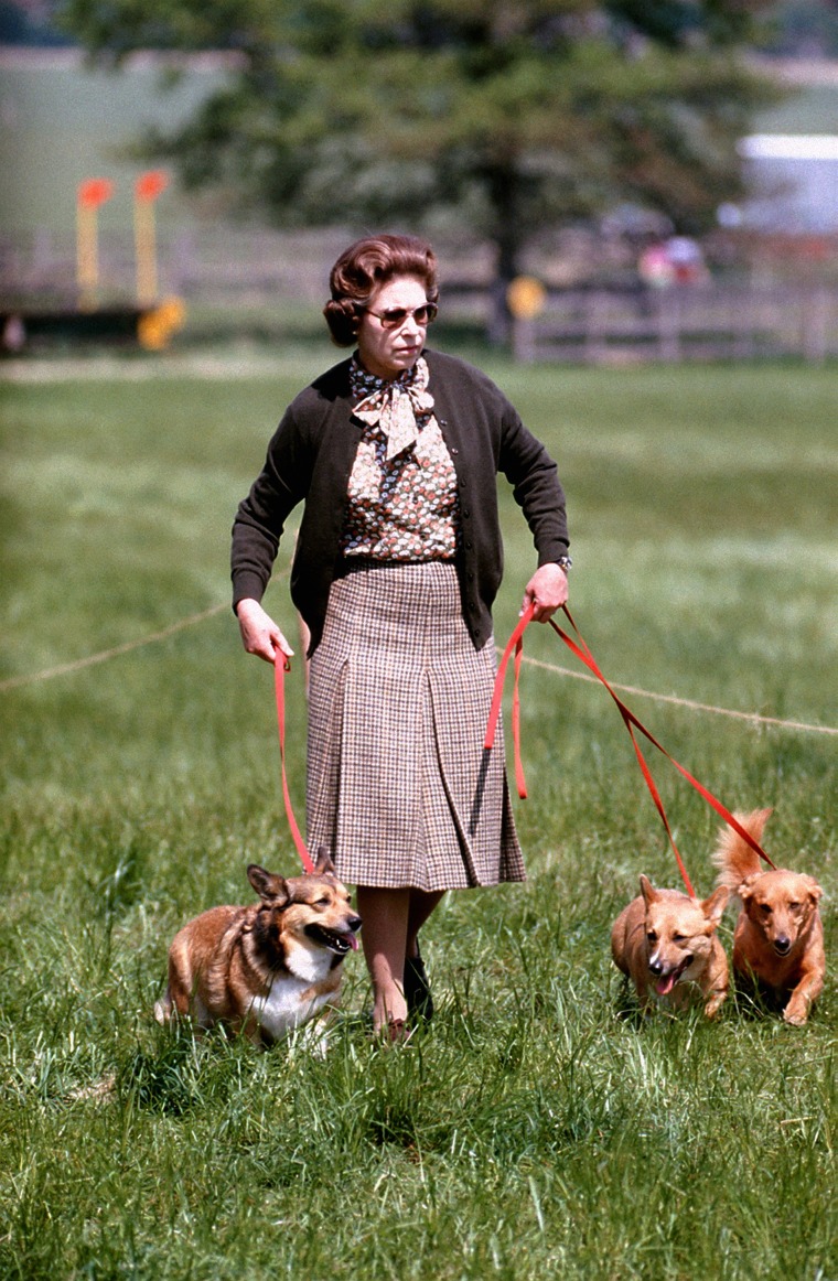 Queen Elizabeth II walks dogs