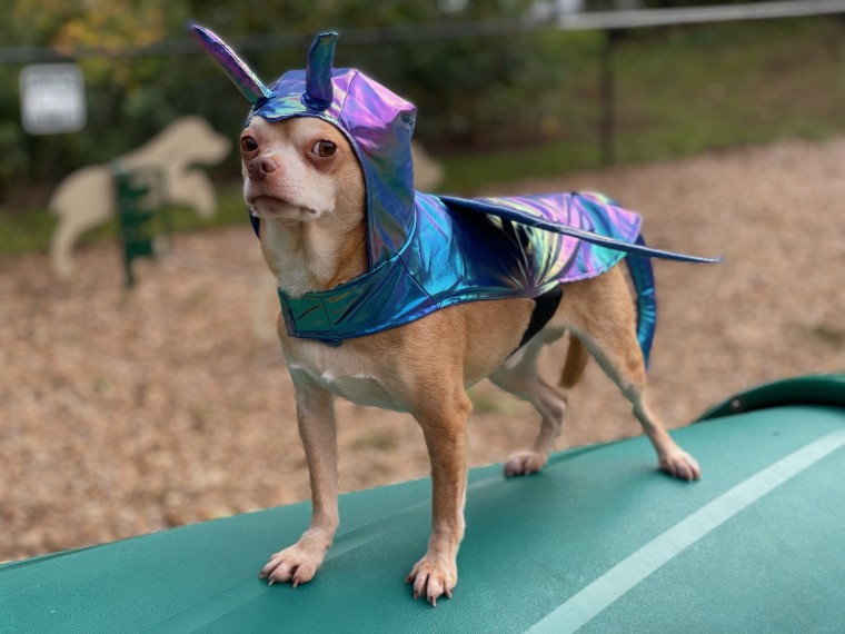 Funny store chihuahua costumes