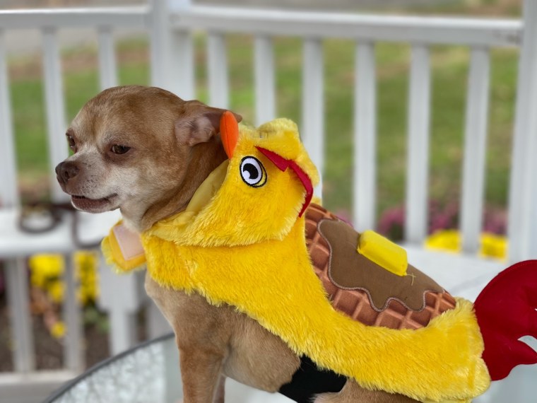 Prancer wears a chicken and waffles costume