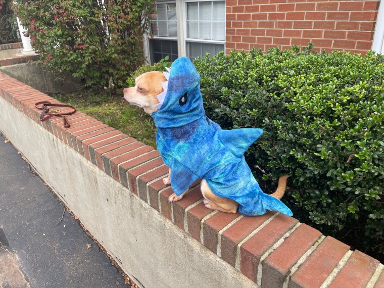 Prancer wears a shark costume